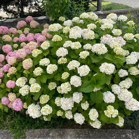 And Lidija Πανσιόν Lopar